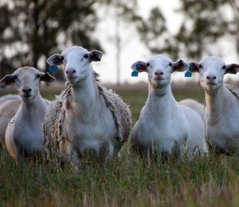 Dorper Sheep Society Australia