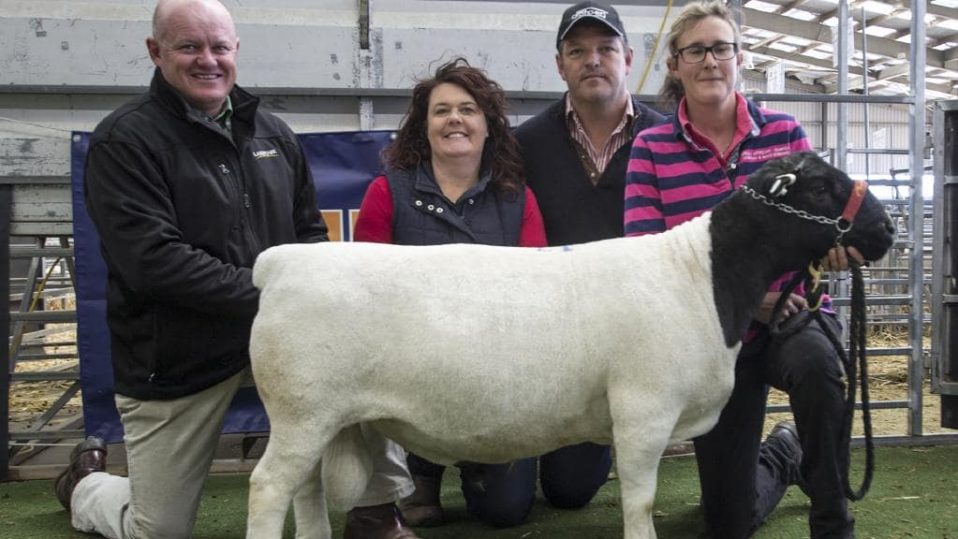 Dorper Sheep Society Australia National Dorper sale tops at 11,500 for rams, but dry season