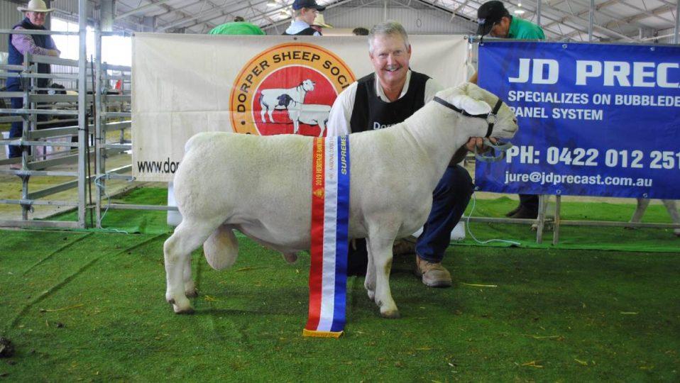 Dorper Sheep Society Australia 2019 National