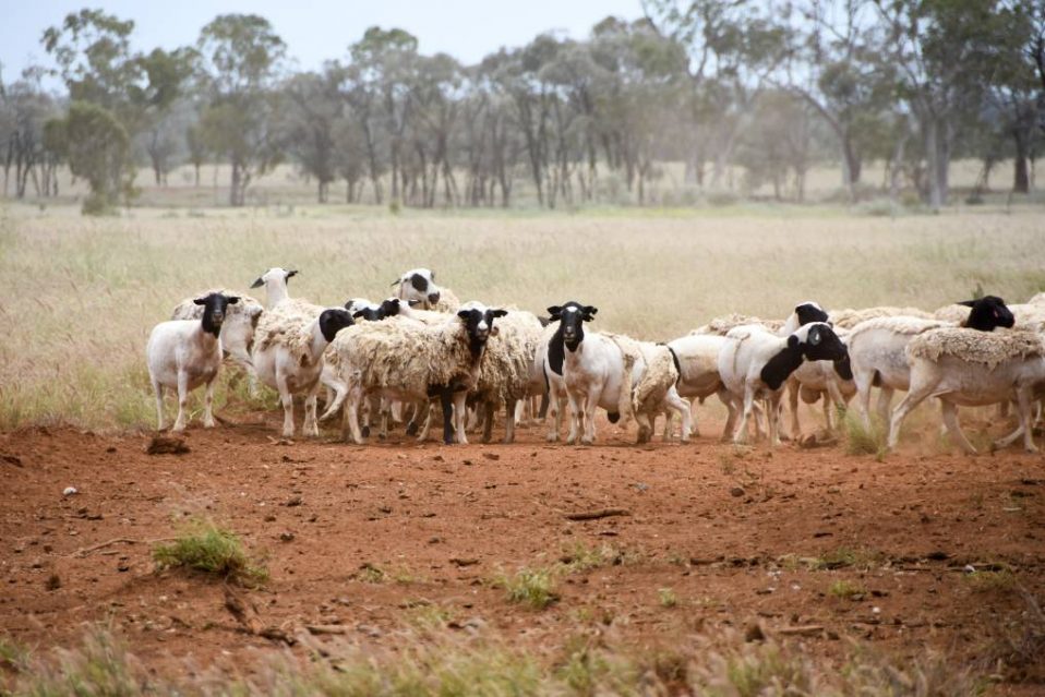 Dorper Sheep Society Australia Morven graziers tell of importance of