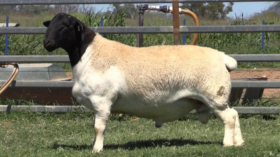 Dorper Sheep Society Australia Rams sell to 2600 at inaugural Charleville dorper sale