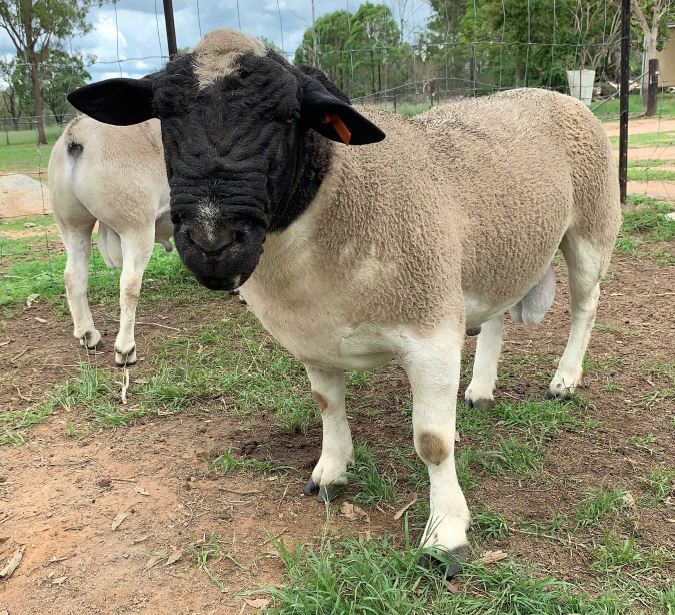 Sheep For Sale - Dorper Sheep Society Australia