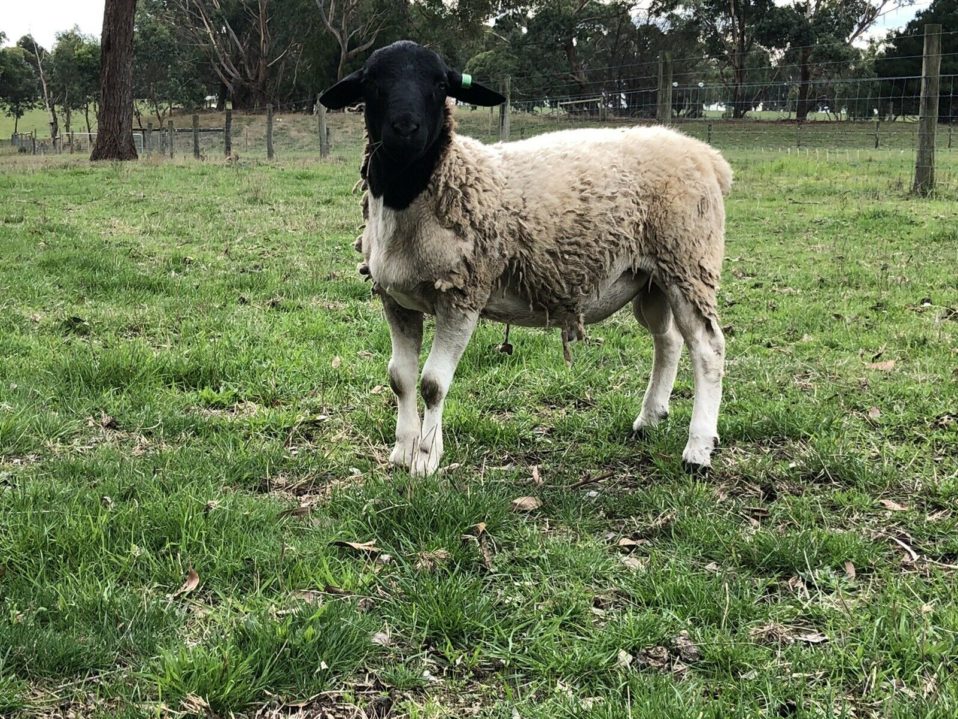 Sheep For Sale Dorper Sheep Society Australia