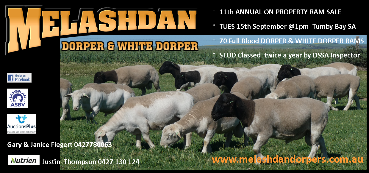Dorper Sheep Society Australia Melashdan Dorper & White Dorper Ram Sale