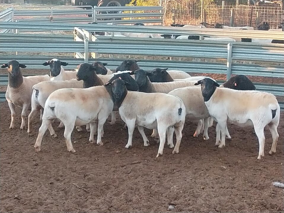 Sheep For Sale Dorper Sheep Society Australia