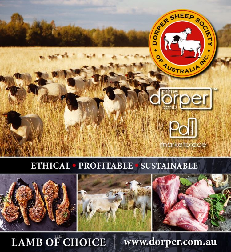 Dorper Sheep Society Australia