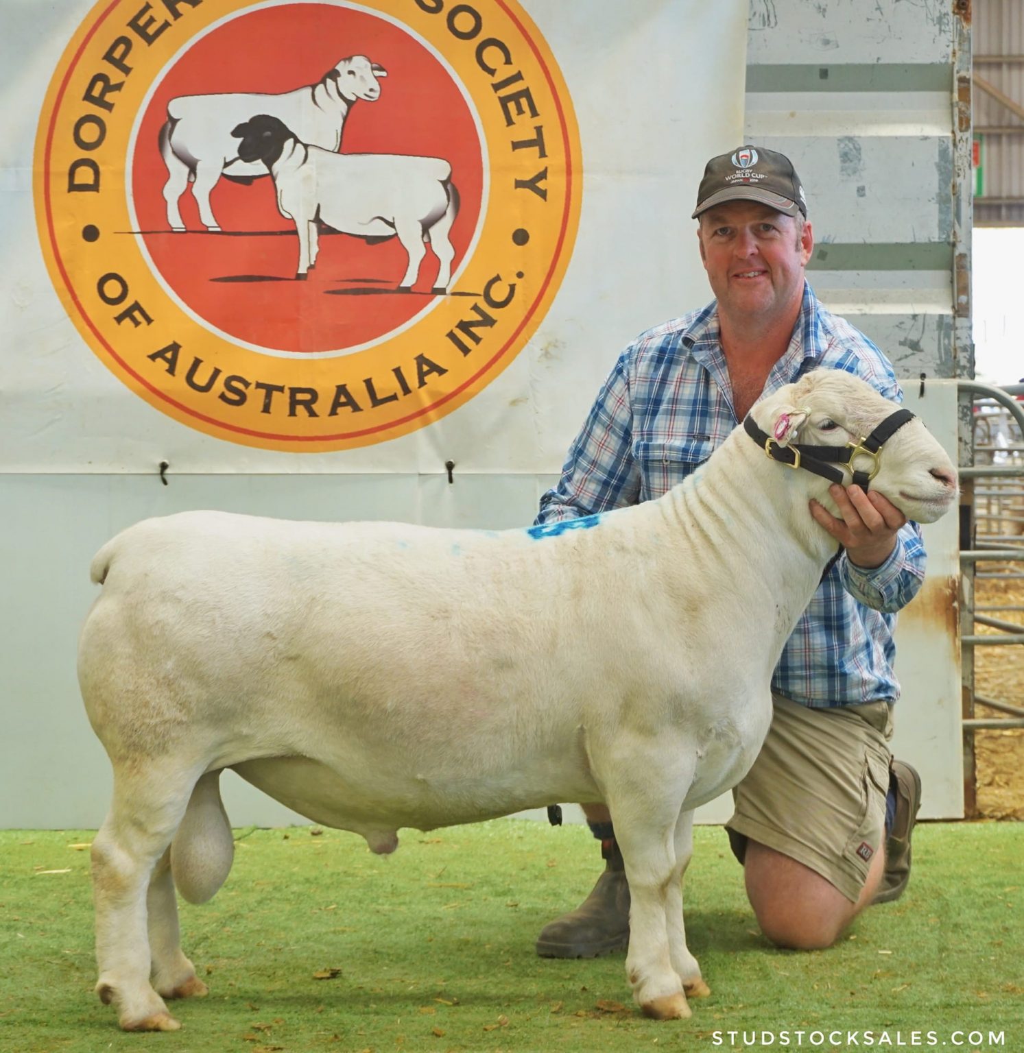 Dorper Sheep Society Australia EASTERN REGION SALE RESULTS