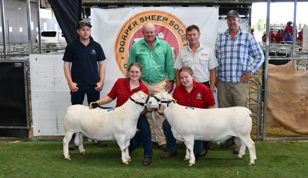 Dorper Sheep Society Australia DSSA’s 2021 Dubbo sale achieves 100
