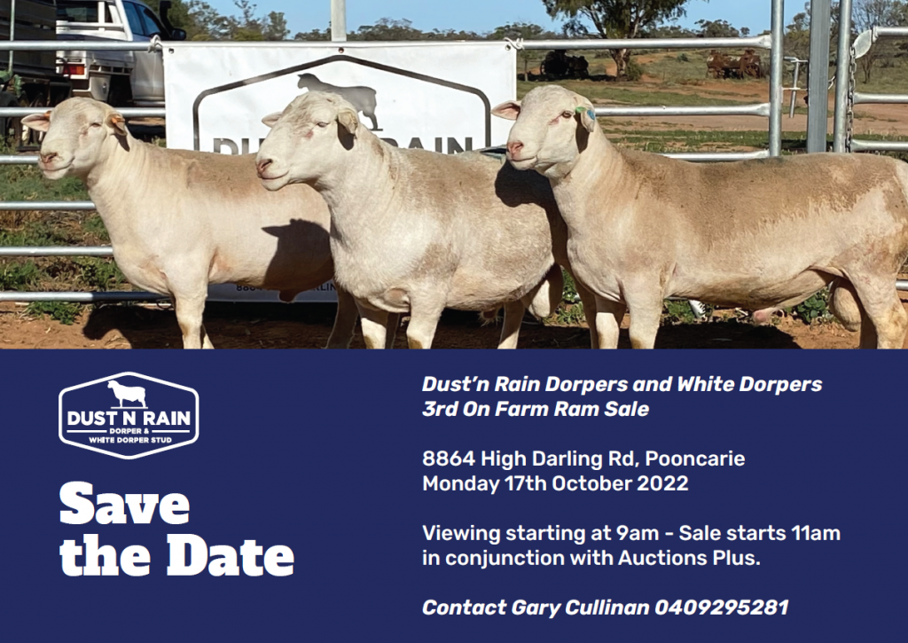 Dorper Sheep Society Australia Dust N Rain Dorpers and White Dorpers 3rd On Farm Ram Sale