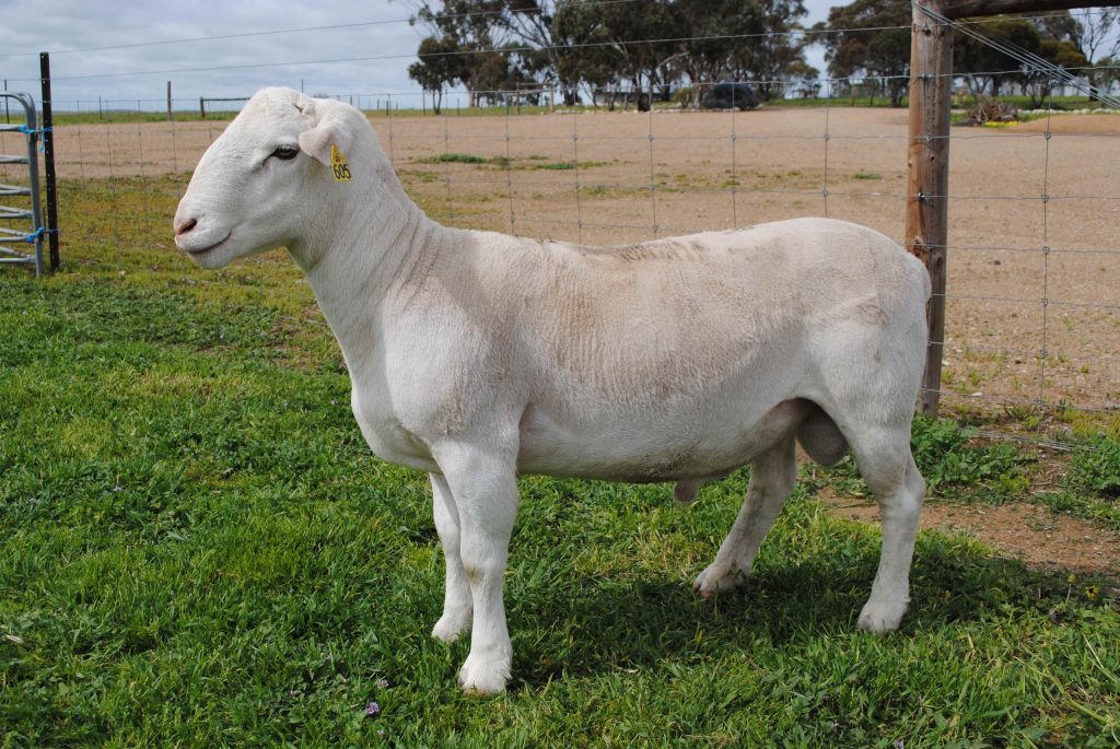 Dorper Sheep Society Australia JABBOK White Dorper SALE