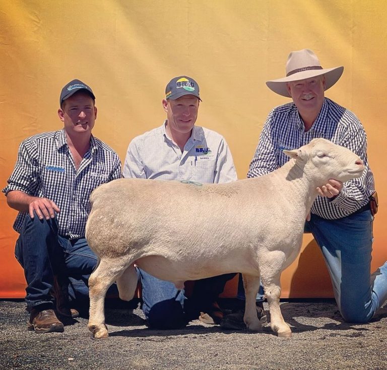 Dorper Sheep Society Australia – Burrawang 2022 On-Farm Sale Results