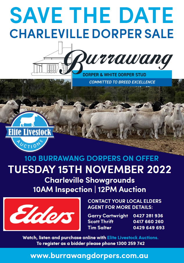 Dorper Sheep Society Australia Burrawang Inaugural Charleville Ram Sale