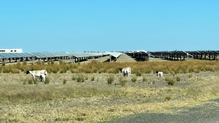 Dorper Sheep Society Australia – Solar Grazing a Win for Dorper Producers